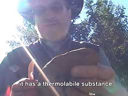 elisetta elisa fabris Mushrooms